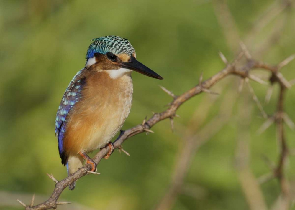 Kenya, Lake Baringo Pygmy kingfisher perched